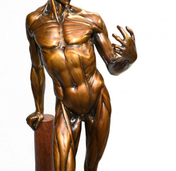 anatomical study flayed male bronze statue after houdon l corche casting 3