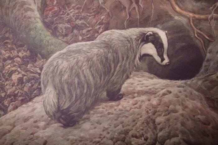 badger school poster 1920s 6