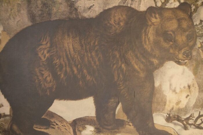 bear school poster 1900s 2