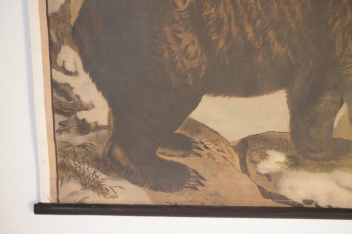 bear school poster 1900s 4