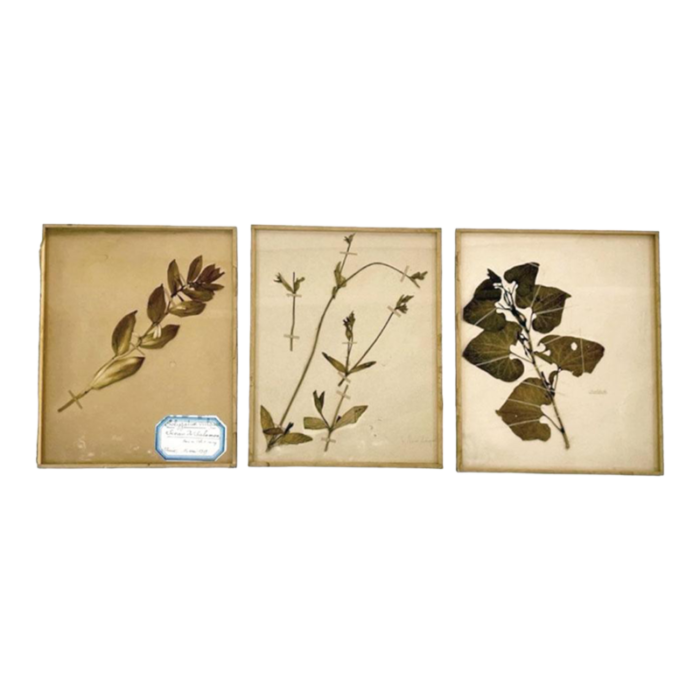 early 20th century set of 3 vintage french pressed botanicals framed 2723