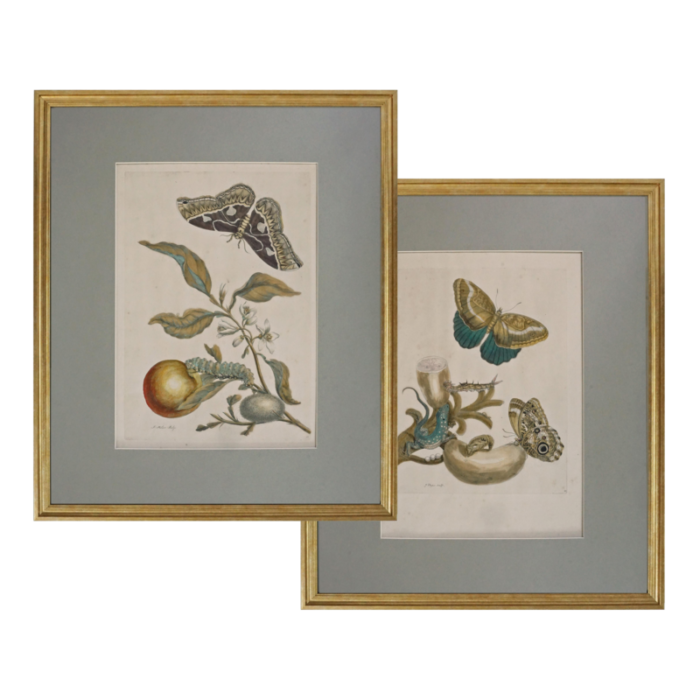 late 18th century pair botanical engravings metamorphosis pair antique framed merian 1016