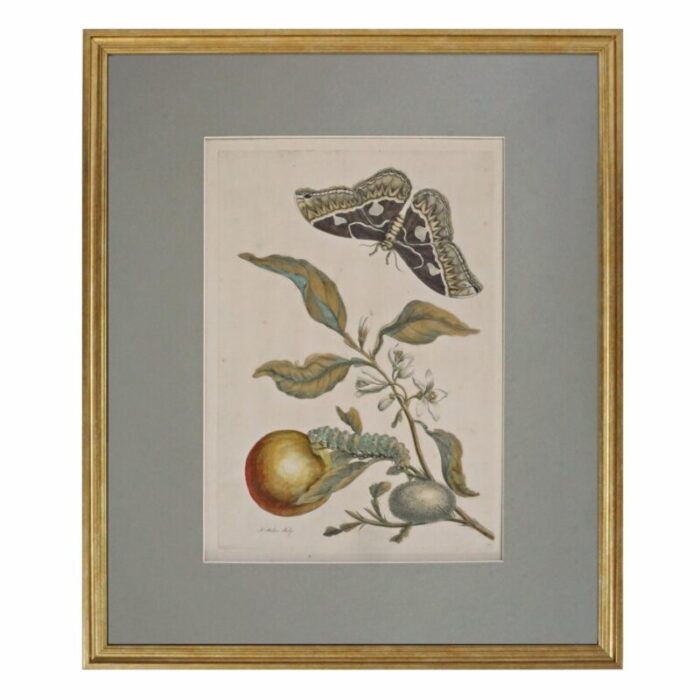 late 18th century pair botanical engravings metamorphosis pair antique framed merian 7415