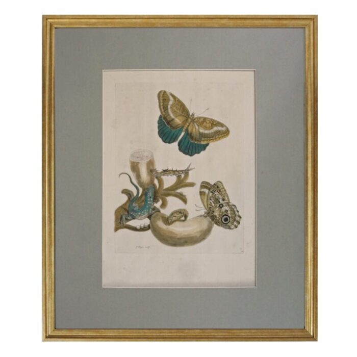 late 18th century pair botanical engravings metamorphosis pair antique framed merian 7563