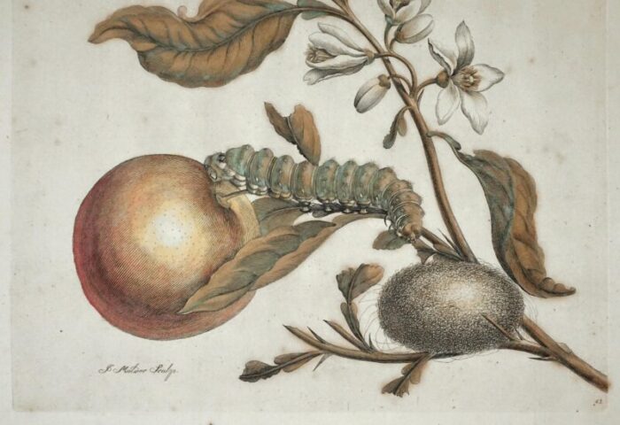 late 18th century pair botanical engravings metamorphosis pair antique framed merian 9201