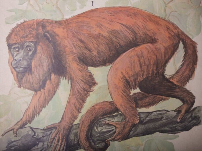 red hair monkey school poster 1910s 7