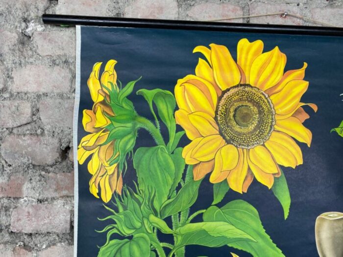 sunflower botanical wall chart by jung koch quentell for hagemann duesseldorf 1973 2