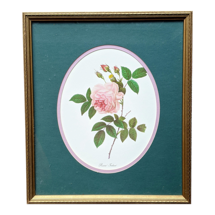 vintage botanical floral rose lithograph framed 4210